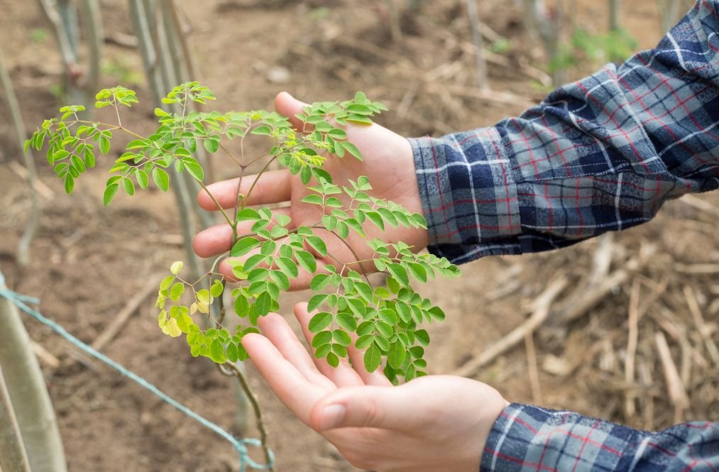 Moringa i norsk klima
