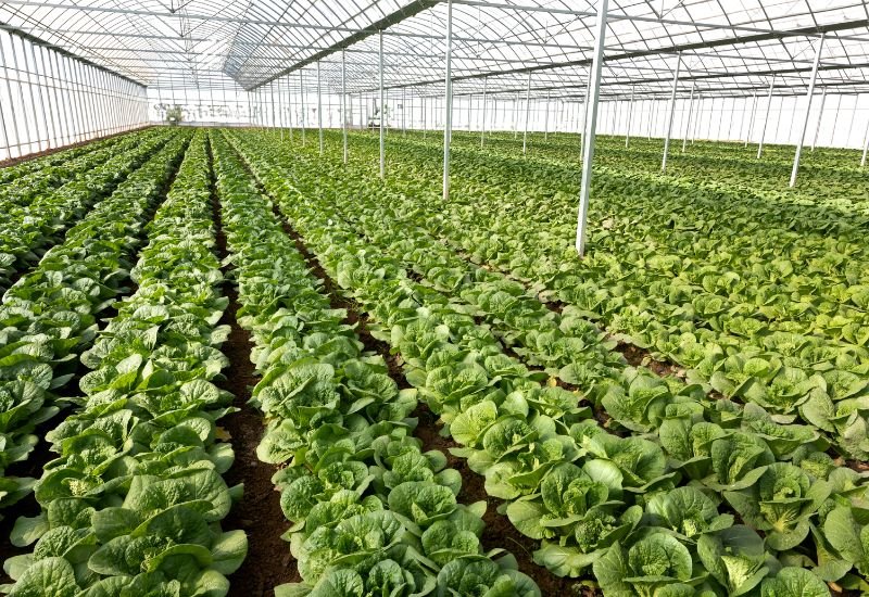 beste grønnsaker å dyrke i Norge