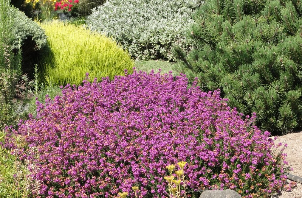 hageplanter som tåler kulde