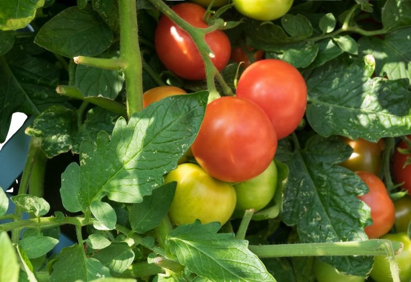 hvordan dyrke tomater hjemme